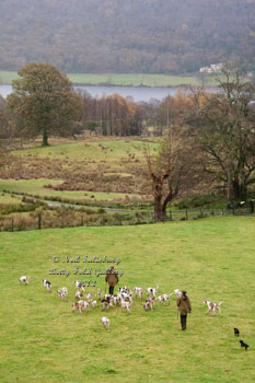 Foxhounds at Coniston by Betty Fold Gallery